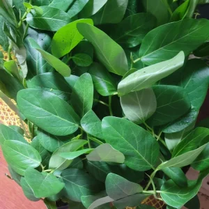Ficus Audrey Live Plant Plug - Single Foliage Houseplant - Image 6