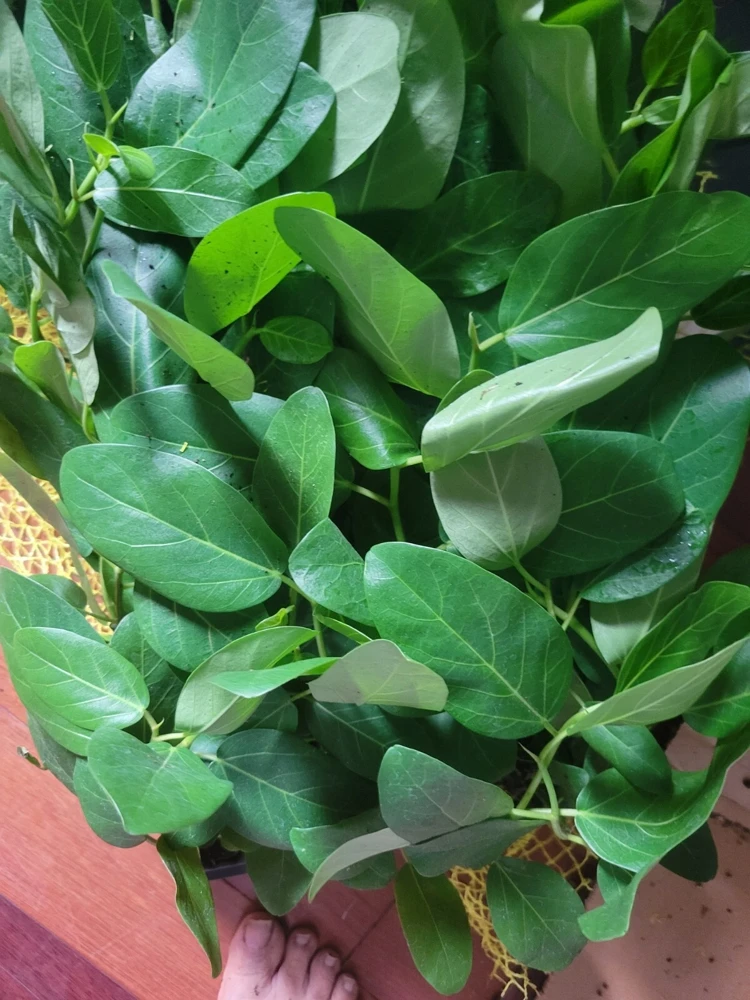 Ficus Audrey Live Plant Plug - Single Foliage Houseplant - Image 6