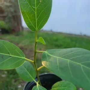 Ficus Audrey Live Plant Plug - Single Foliage Houseplant - Image 7