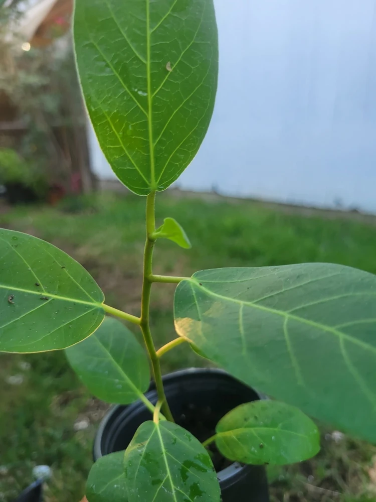 Ficus Audrey Live Plant Plug - Single Foliage Houseplant - Image 7