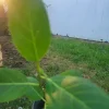 Ficus Audrey Live Plant Plug - Single Foliage Houseplant - Image 1