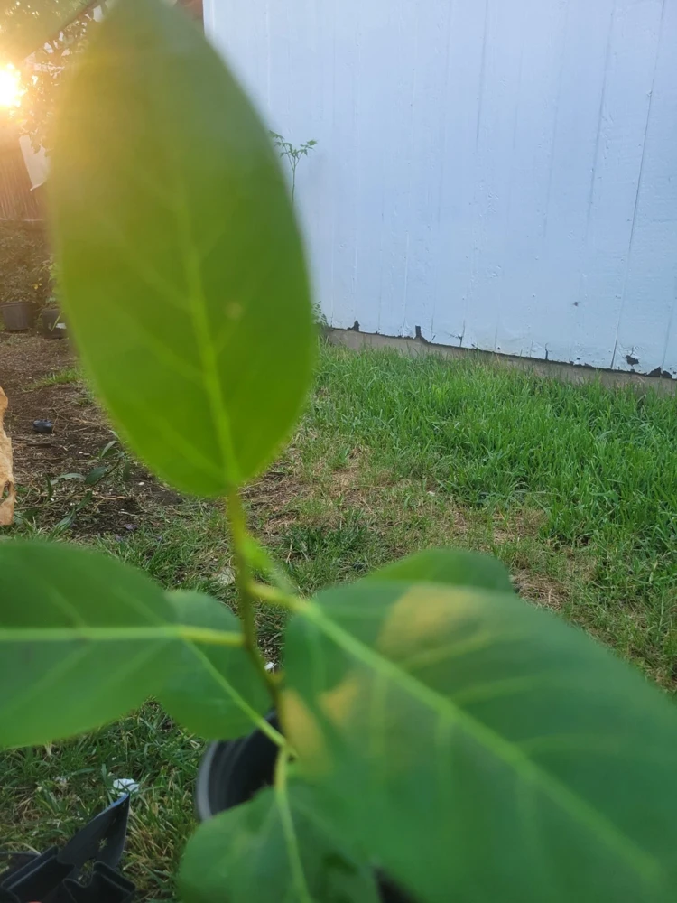 Ficus Audrey Live Plant Plug - Single Foliage Houseplant - Image 1