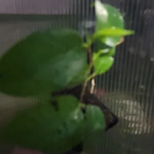 Ficus Benjamina Midnight Live Plant - Dark Indoor Ficus, 2.5 inch Pot - Image 2