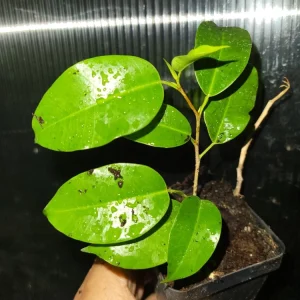 Ficus Benjamina Midnight Live Plant - Dark Indoor Ficus, 2.5 inch Pot - Image 1