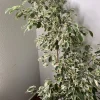 Ficus Benjamina Variegata Live Plant - Variegated Weeping Fig Tree 4 Feet Tall - Image 1