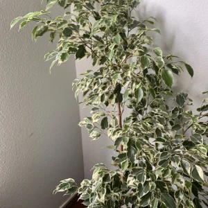 Ficus Benjamina Variegata Live Plant - Variegated Weeping Fig Tree 4 Feet Tall - Image 1