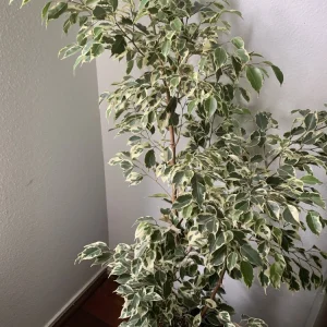 Ficus Benjamina Variegata Live Plant - Variegated Weeping Fig Tree 4 Feet Tall - Image 2