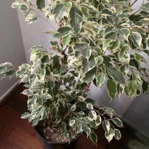Ficus Benjamina Variegata Live Plant - Variegated Weeping Fig Tree 4 Feet Tall - Image 3