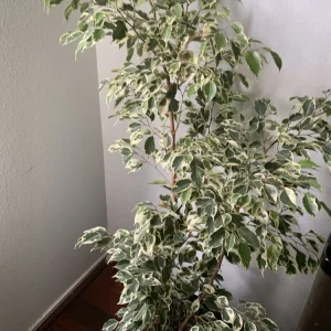 Ficus Benjamina Variegata Live Plant - Variegated Weeping Fig Tree 4 Feet Tall - Image 4