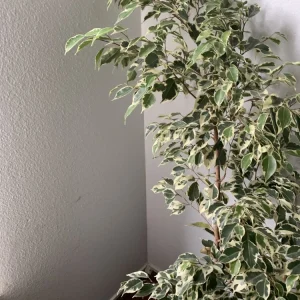 Ficus Benjamina Variegata Live Plant - Variegated Weeping Fig Tree 4 Feet Tall - Image 5