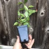 Ficus Benjamina Weeping Fig Live Plant – 8 Inch – Fast Growing Indoor Tree - Image 1