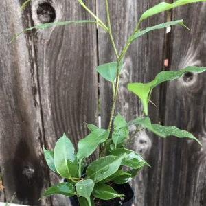 Ficus Benjamina Weeping Fig Live Plant – 8 Inch – Fast Growing Indoor Tree - Image 2