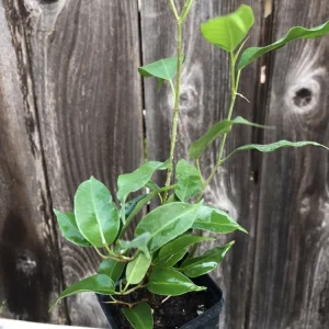 Ficus Benjamina Weeping Fig Live Plant – 8 Inch – Fast Growing Indoor Tree - Image 3