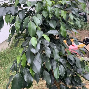 Ficus Benjamina Weeping Fig Tree - Fast Growing 3 Gallon Bare Root Live Plant - Image 2