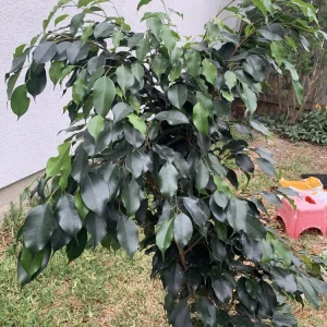 Ficus Benjamina Weeping Fig Tree - Fast Growing 3 Gallon Bare Root Live Plant - Image 3