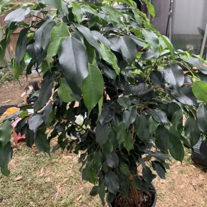 Ficus Benjamina Weeping Fig Tree - Fast Growing 3 Gallon Bare Root Live Plant - Image 4