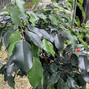 Ficus Benjamina Weeping Fig Tree - Fast Growing 3 Gallon Bare Root Live Plant - Image 5