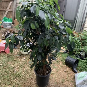Ficus Benjamina Weeping Fig Tree - Fast Growing 3 Gallon Bare Root Live Plant - Image 6