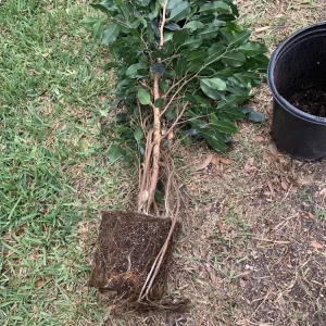 Ficus Benjamina Weeping Fig Tree - Fast Growing 3 Gallon Bare Root Live Plant - Image 7