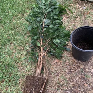 Ficus Benjamina Weeping Fig Tree - Fast Growing 3 Gallon Bare Root Live Plant - Image 8