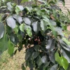 Ficus Benjamina Weeping Fig Tree - Fast Growing 3 Gallon Bare Root Live Plant - Image 1