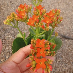 Flaming Katy Kalanchoe Live Plant - 6 inch Pot, Christmas Florist Kalanchoe - Image 2