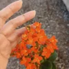 Flaming Katy Kalanchoe Live Plant - 6 inch Pot, Christmas Florist Kalanchoe - Image 1