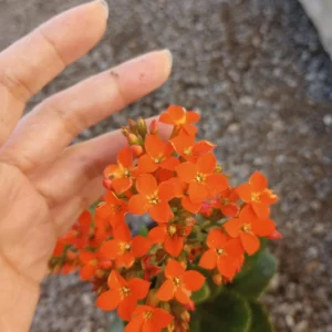 Flaming Katy Kalanchoe Live Plant - 6 inch Pot, Christmas Florist Kalanchoe - Image 1