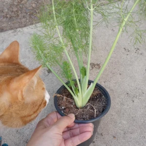 Florence Fennel Live Plant – 6 inch Pot – Culinary Herb – Outdoor Vegetable - Image 2