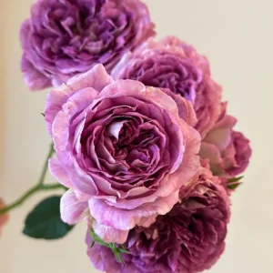 Floribunda Rose Live Plant - Purple Blooms, Strong Fragrance, 85 cm Tall - Image 2