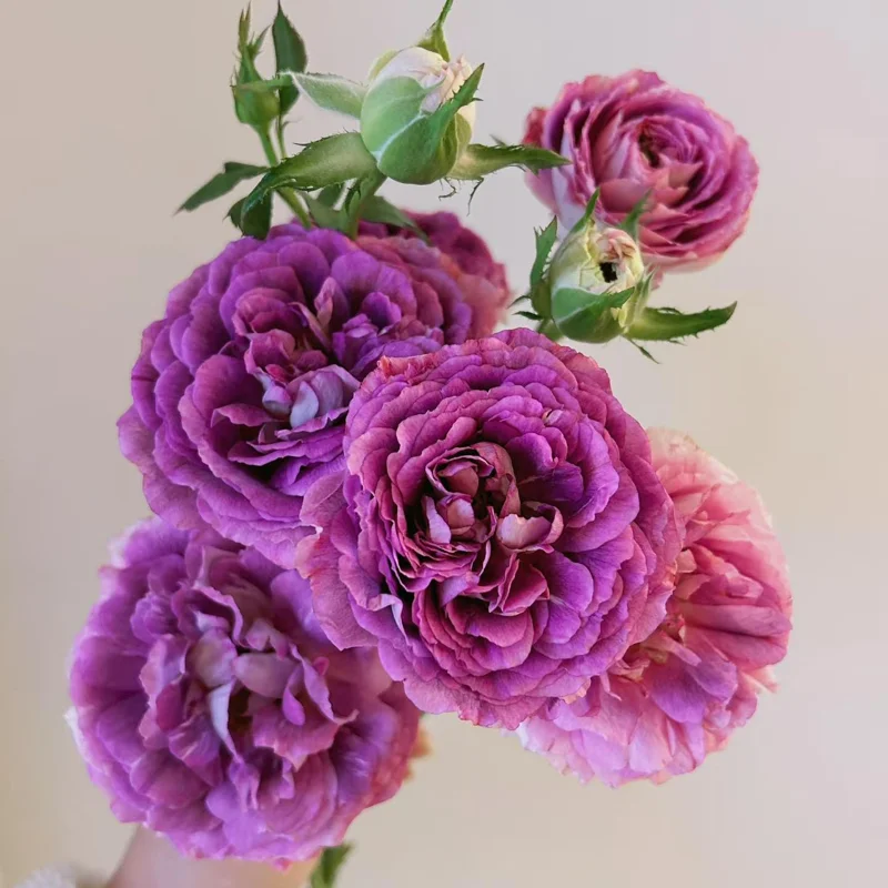 Floribunda Rose Live Plant - Purple Blooms, Strong Fragrance, 85 cm Tall - Image 3