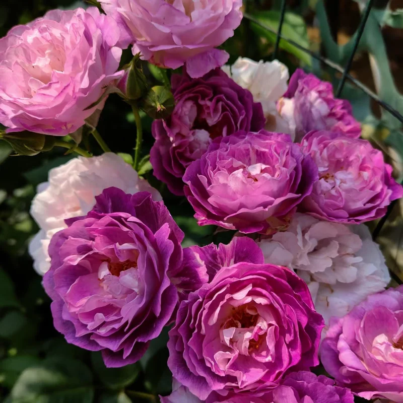 Floribunda Rose Live Plant - Purple Blooms, Strong Fragrance, 85 cm Tall - Image 4