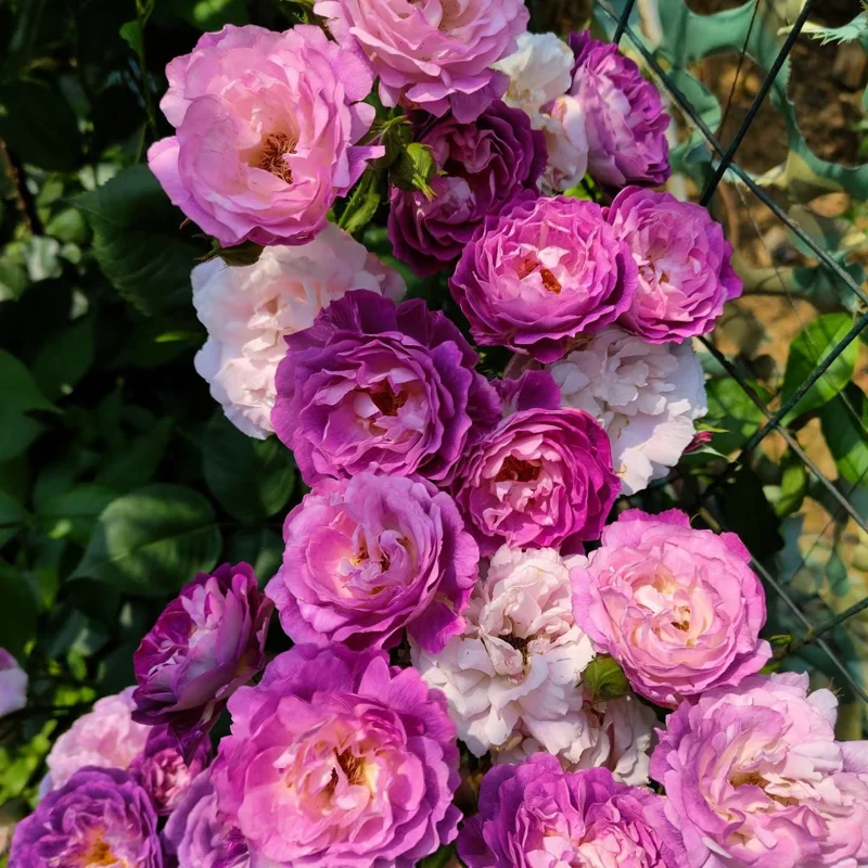 Floribunda Rose Live Plant - Purple Blooms, Strong Fragrance, 85 cm Tall - Image 5
