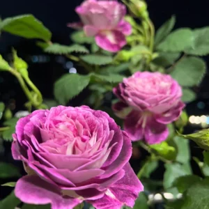 Floribunda Rose Live Plant - Purple Blooms, Strong Fragrance, 85 cm Tall - Image 6
