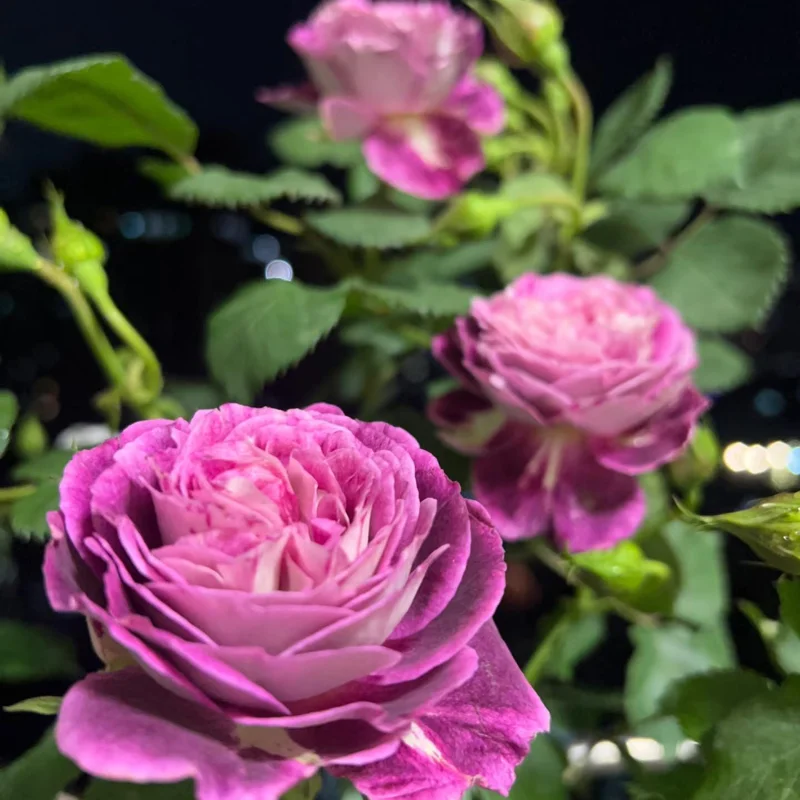 Floribunda Rose Live Plant - Purple Blooms, Strong Fragrance, 85 cm Tall - Image 6