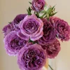Floribunda Rose Live Plant - Purple Blooms, Strong Fragrance, 85 cm Tall - Image 1