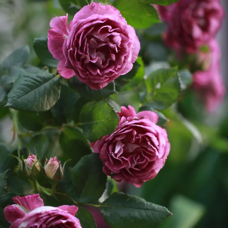 Floribunda Rose Live Plant - Purple Blooms, Strong Fragrance, 85 cm Tall - Image 7