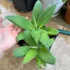 Foxtail Agave Attenuata Live Plant – Potted Succulent – Small, Medium, or Large Sizes - Image 1