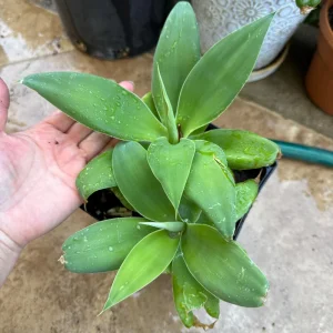 Foxtail Agave Attenuata Live Plant – Potted Succulent – Small, Medium, or Large Sizes - Image 1