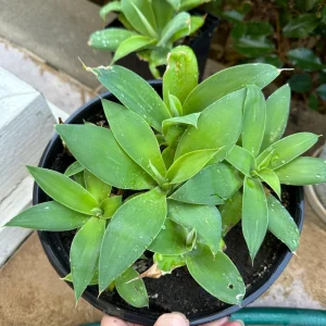 Foxtail Agave Attenuata Live Plant – Potted Succulent – Small, Medium, or Large Sizes - Image 2