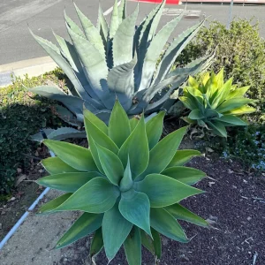 Foxtail Agave Attenuata Live Plant – Potted Succulent – Small, Medium, or Large Sizes - Image 4