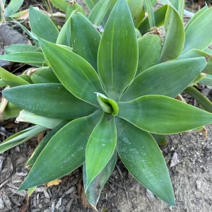 Foxtail Agave Attenuata Live Plant – Potted Succulent – Small, Medium, or Large Sizes - Image 5