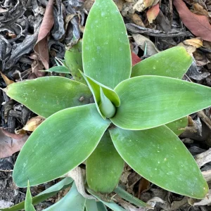 Foxtail Agave Attenuata Live Plant – Potted Succulent – Small, Medium, or Large Sizes - Image 6
