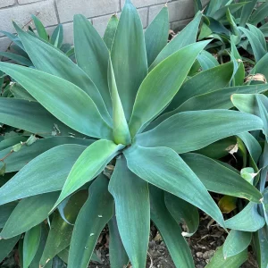 Foxtail Agave Attenuata Live Plant – Potted Succulent – Small, Medium, or Large Sizes - Image 7