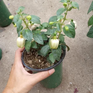 Fuchsia Aretes Live Plant - Up Light Arroyo Grande - 6 inch Pot - Image 2