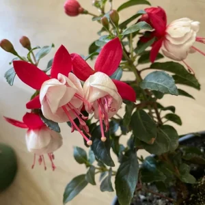 Fuchsia Aretes Live Plant - Up Light Arroyo Grande - 6 inch Pot - Image 3