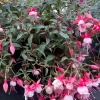 Fuchsia Aretes Live Plant - Up Light Arroyo Grande - 6 inch Pot - Image 1