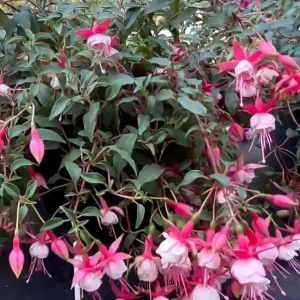 Fuchsia Aretes Live Plant - Up Light Arroyo Grande - 6 inch Pot - Image 1