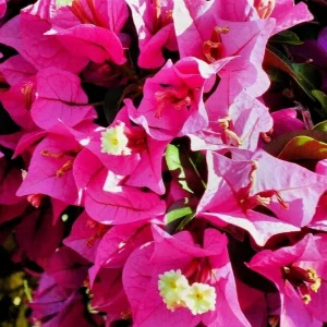 Fuchsia Pink Bougainvillea Live Cuttings - 7 Pack, 6 inch, Outdoor - Image 3