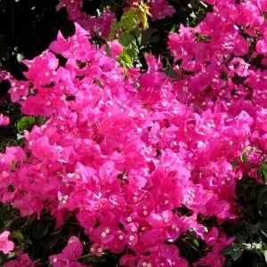 Fuchsia Pink Bougainvillea Live Cuttings - 7 Pack, 6 inch, Outdoor - Image 4